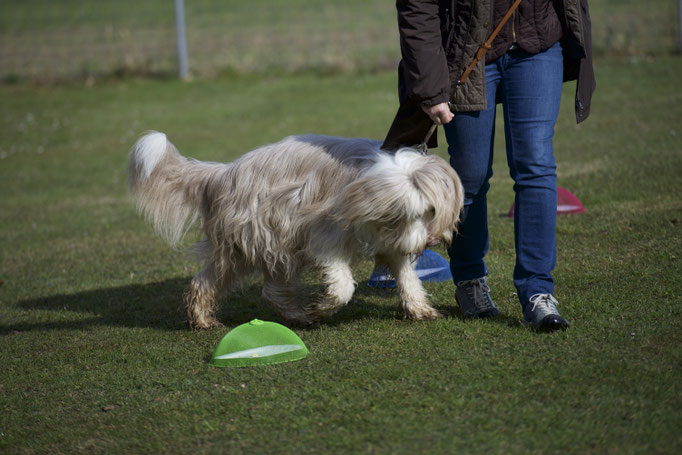 Anti-Giftköder-Kurs @ Hundeschule gooddog