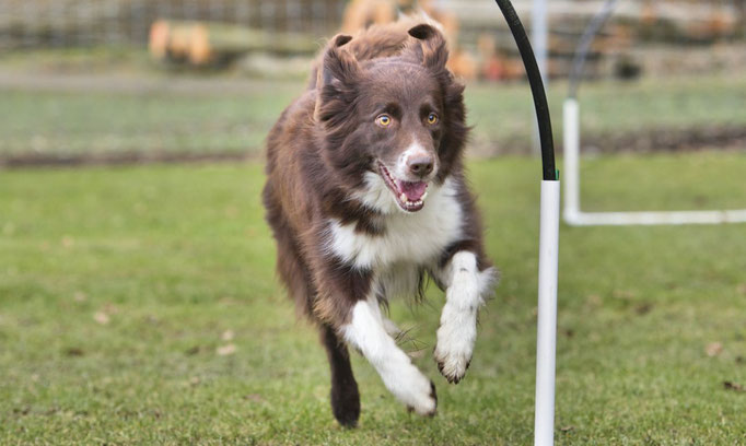 Hoopers/Hoop-Agi/Nadac © Hundeschule gooddog