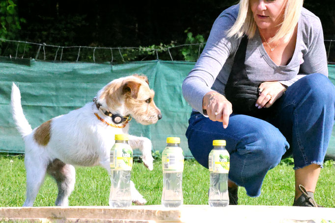 Zwergligruppe/Zwerghunde © Hundeschule gooddog