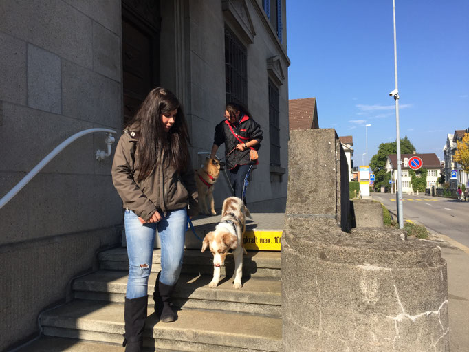 Junghundekurs/Stadttraining © Hundeschule gooddog
