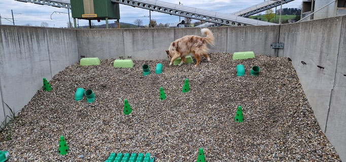 Objektsuche © Hundeschule gooddog