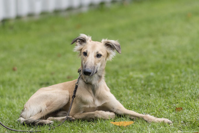 Junghundekurs © Hundeschule gooddog