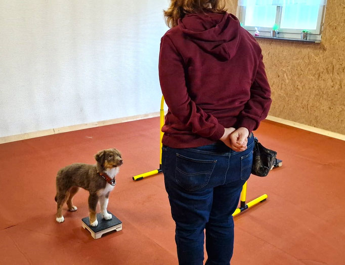 Fitness Loops © Hundeschule gooddog