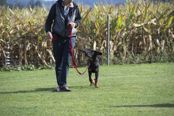Junghundekurs © Hundeschule gooddog