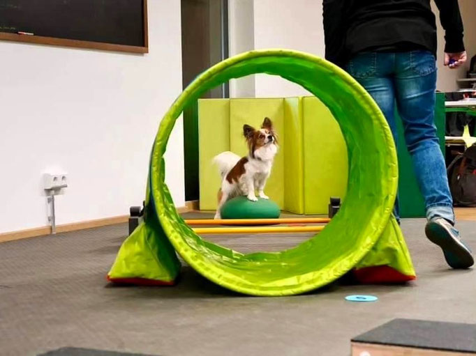 Fitness Loops © Hundeschule gooddog