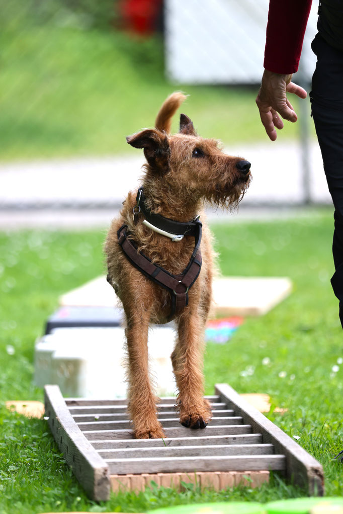 Hundeplausch/Plauschgruppe © Hundeschule gooddog