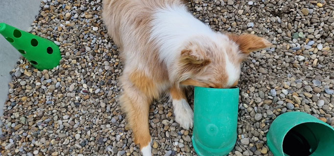 Objektsuche © Hundeschule gooddog