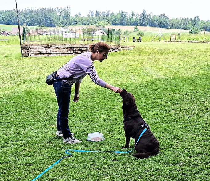 Anti-Giftköder-Kurs @ Hundeschule gooddog