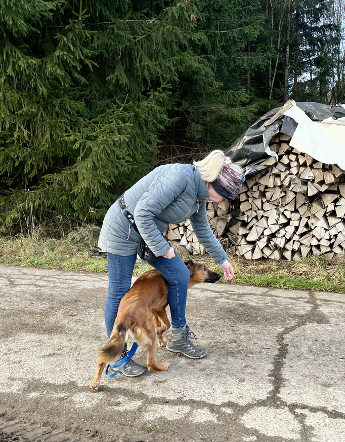 Lernspaziergänge © Hundeschule gooddog