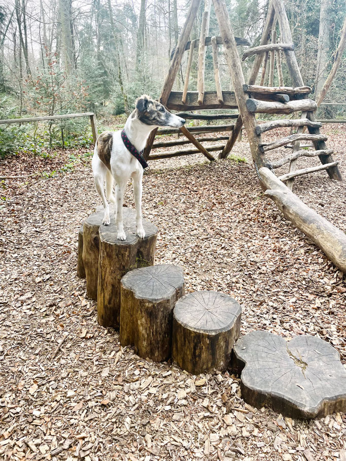 Lernspaziergänge © Hundeschule gooddog