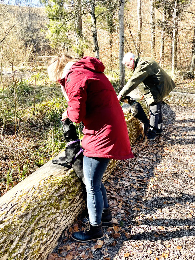 Welpentreffs Bläsimühle © Hundeschule gooddog