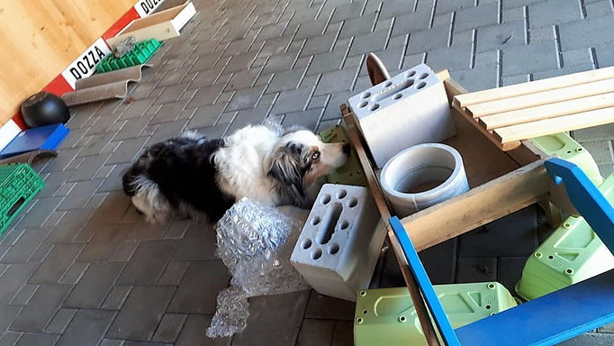 Objektsuche © Hundeschule gooddog