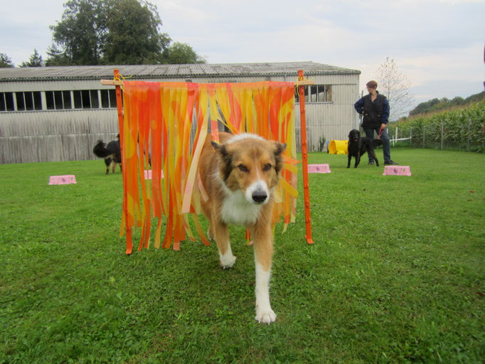 Hundeplausch/Plauschgruppe © Hundeschule gooddog