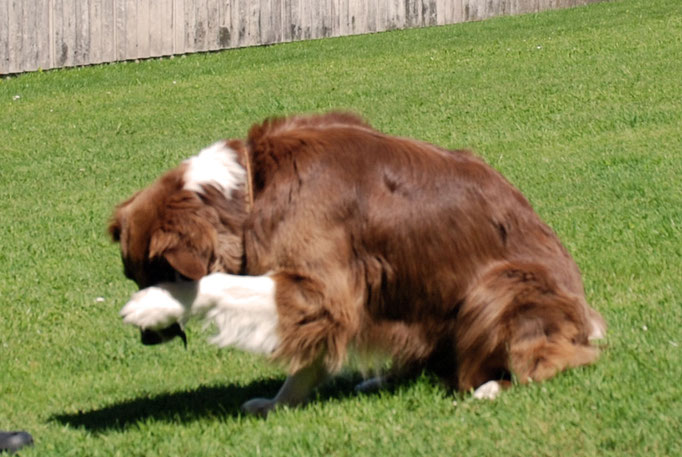 Clicker-Training © Hundeschule gooddog