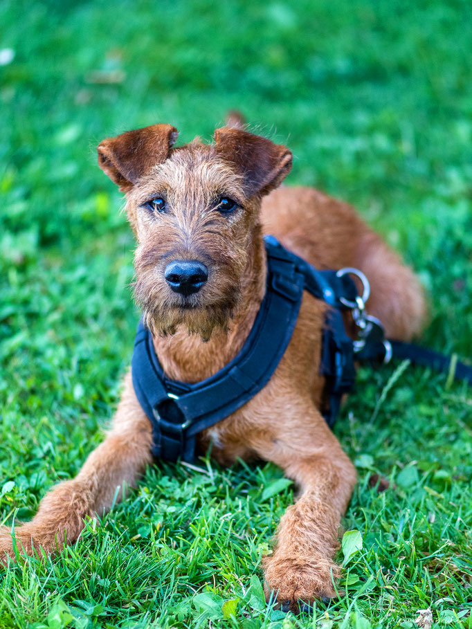 Junghundekurs © Hundeschule gooddog