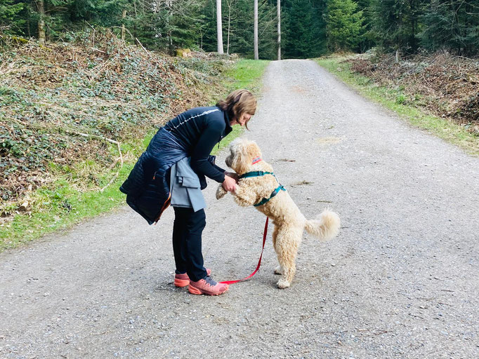 gooddog Bootcamp © Hundeschule gooddog 