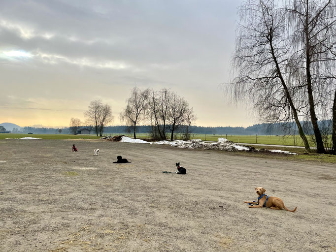 Junghundekurs © Hundeschule gooddog