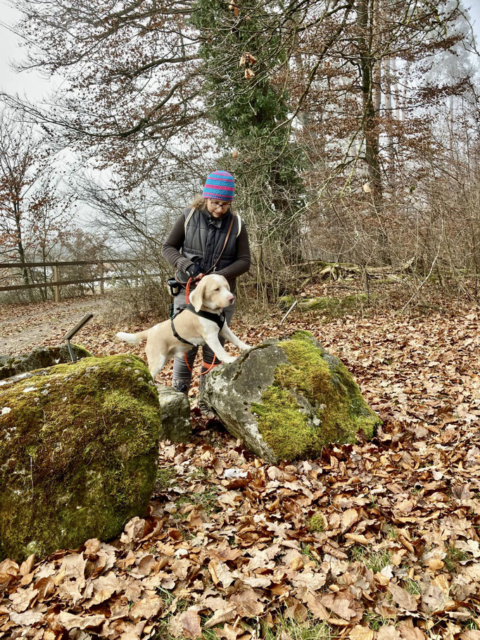 Lernspaziergänge © Hundeschule gooddog