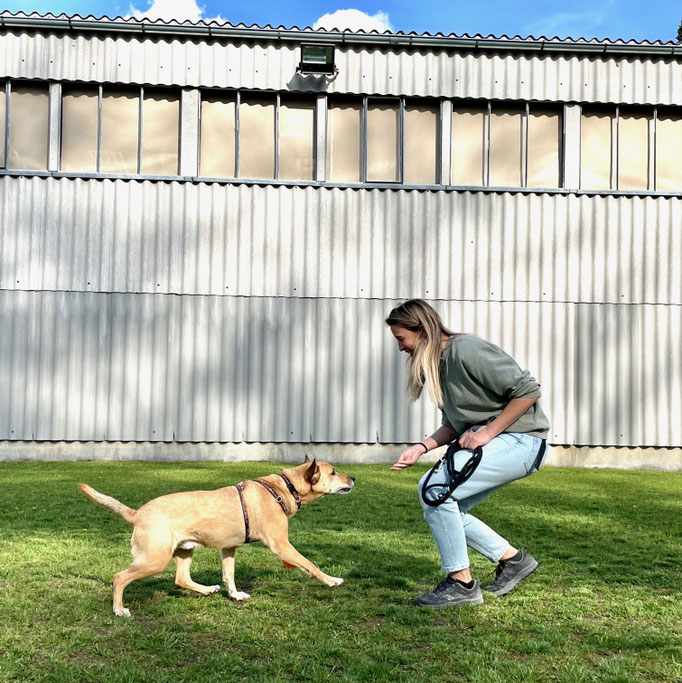 Begleithund/Obedience © Hundeschule gooddog
