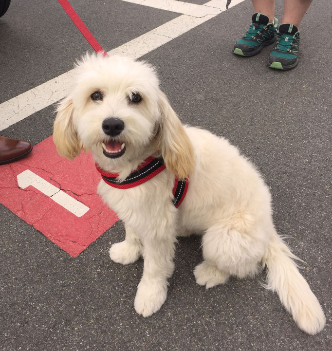 Zwergligruppe/Zwerghunde © Hundeschule gooddog