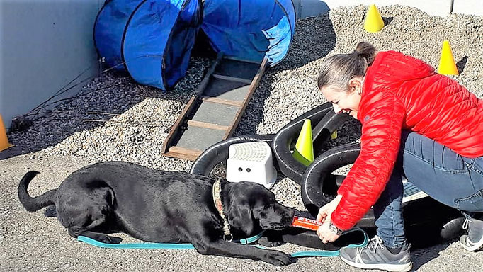 Objektsuche © Hundeschule gooddog