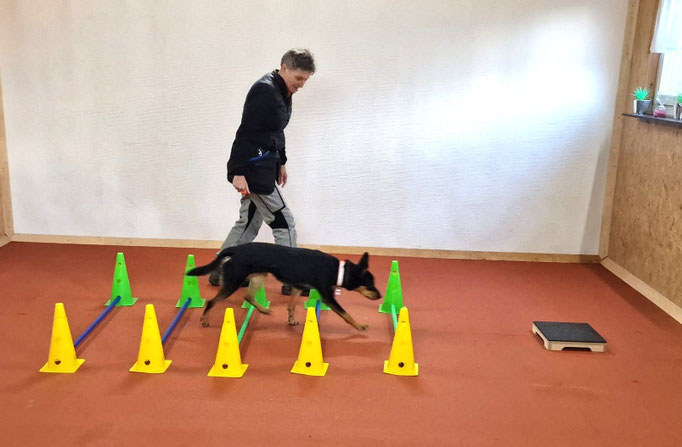 Fitness Loops © Hundeschule gooddog