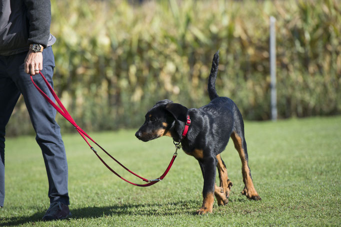 Erziehungskurs © Hundeschule gooddog