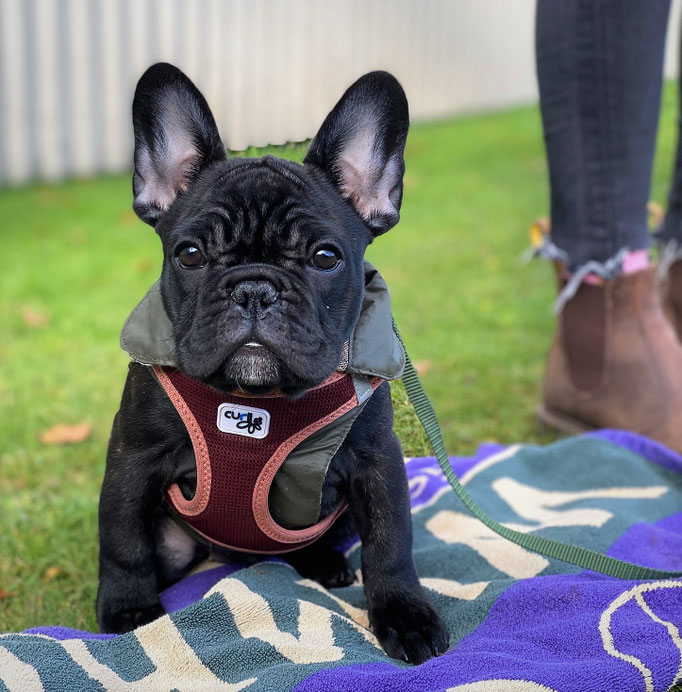 Zwergligruppe/Zwerghunde © Hundeschule gooddog