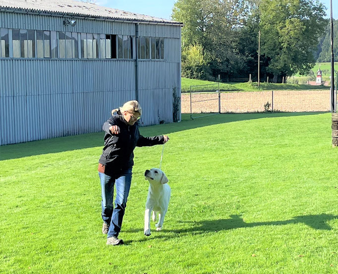 Ringtraining © Hundeschule gooddog