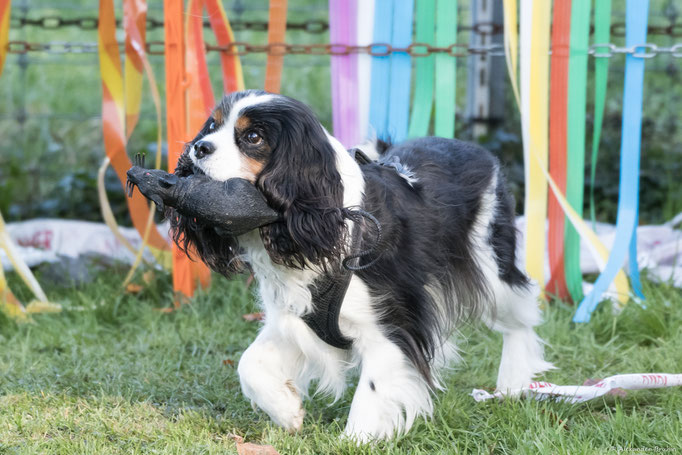 Hundeplausch/Plauschgruppe © Hundeschule gooddog