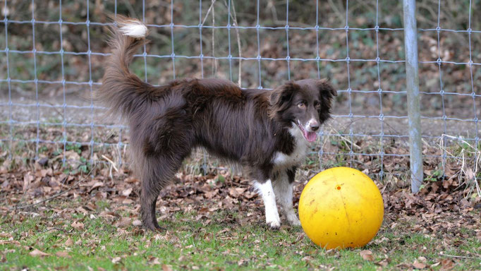 Hundeplausch/Plauschgruppe © Hundeschule gooddog