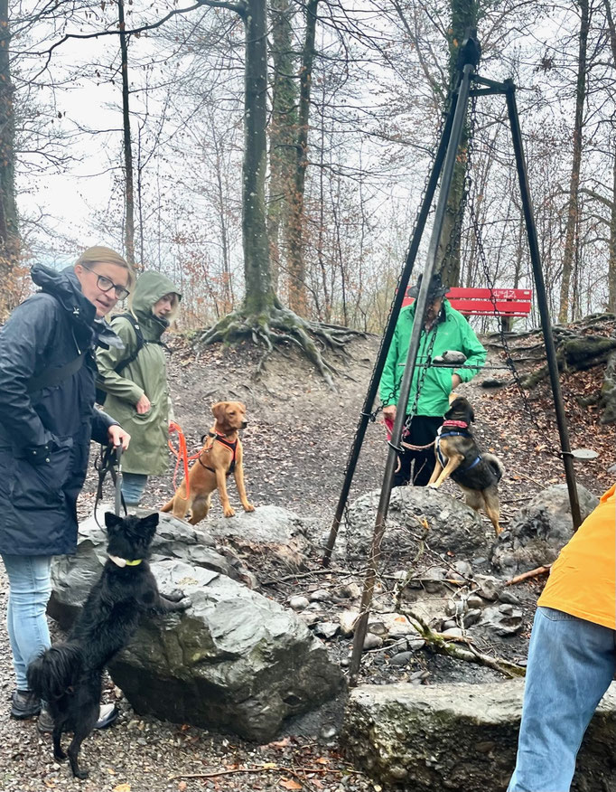 Lernspaziergänge © Hundeschule gooddog