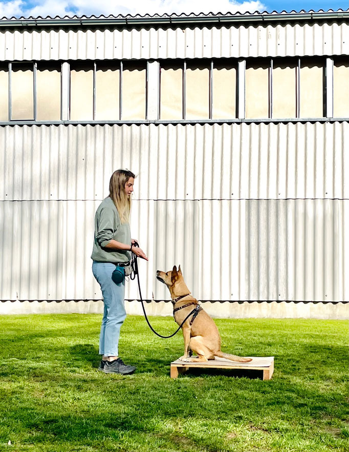Begleithund/Obedience © Hundeschule gooddog