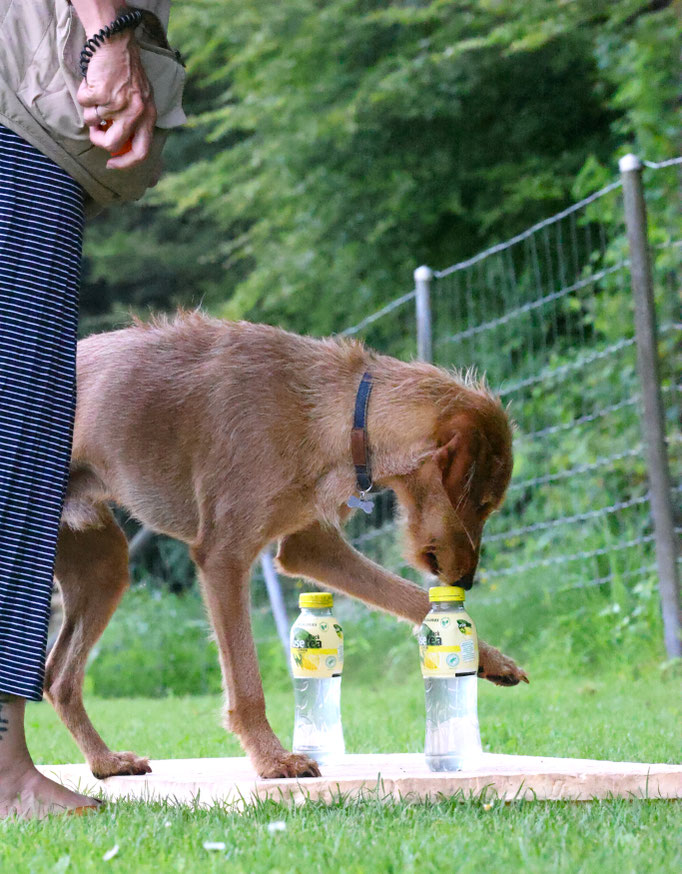 Hundeplausch/Plauschgruppe © Hundeschule gooddog