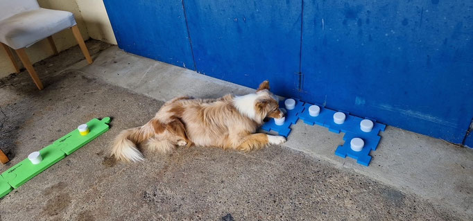 Objektsuche © Hundeschule gooddog