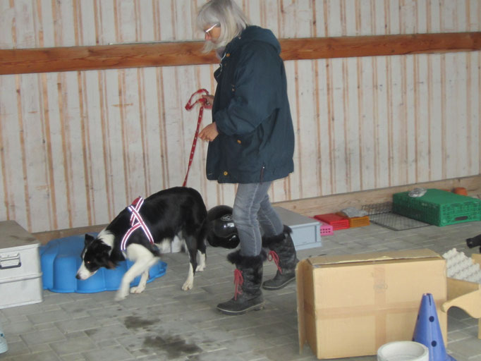 Objektsuche © Hundeschule gooddog