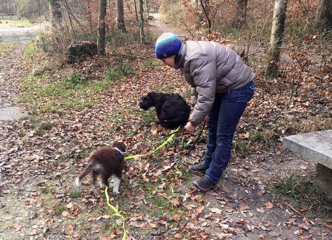 Welpentreffs Bläsimühle © Hundeschule gooddog