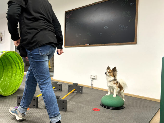 Fitness Loops © Hundeschule gooddog