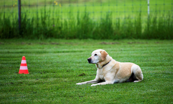 Begleithund/Obedience © Hundeschule gooddog