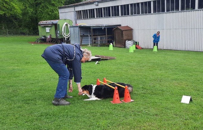 Hundeplausch/Plauschgruppe © Hundeschule gooddog