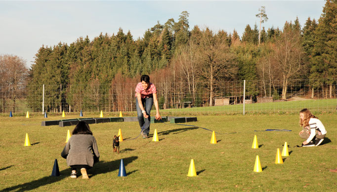 Zwergligruppe/Zwerghunde © Hundeschule gooddog