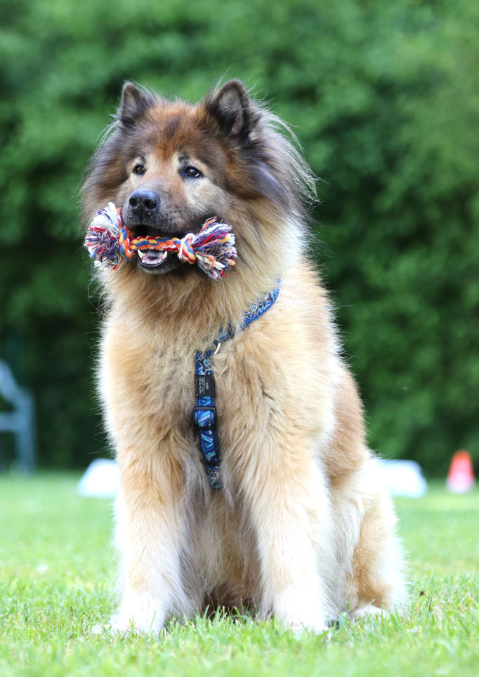 Begleithund/Obedience © Hundeschule gooddog