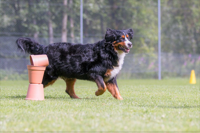 SpassSport © Hundeschule gooddog