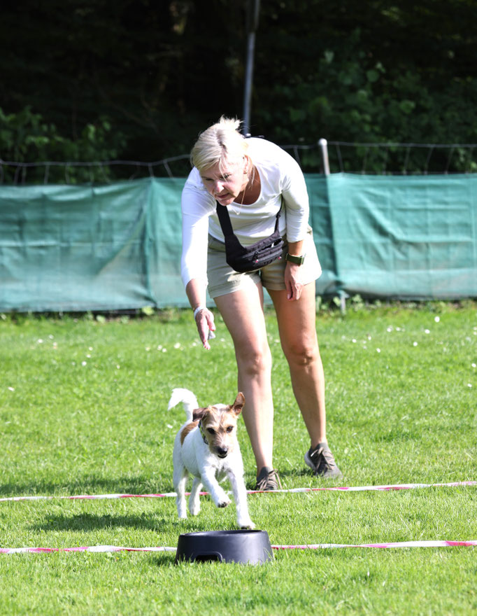 Zwergligruppe/Zwerghunde © Hundeschule gooddog