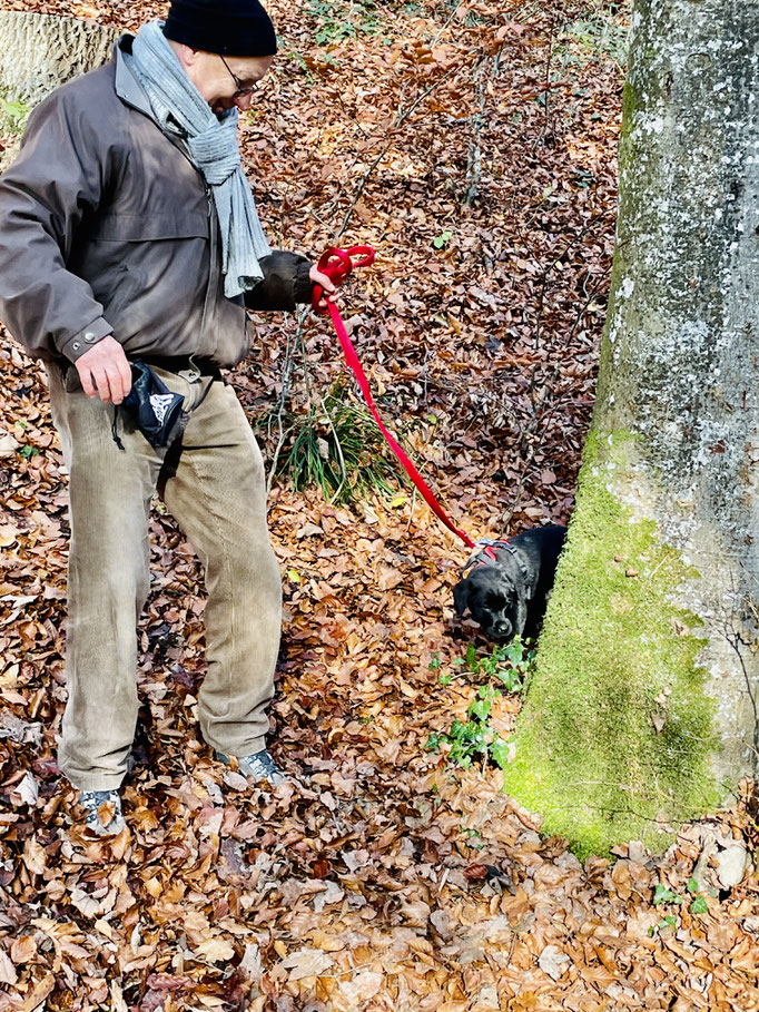 Welpentreffs Bläsimühle © Hundeschule gooddog