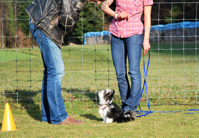 Zwergligruppe/Zwerghunde © Hundeschule gooddog