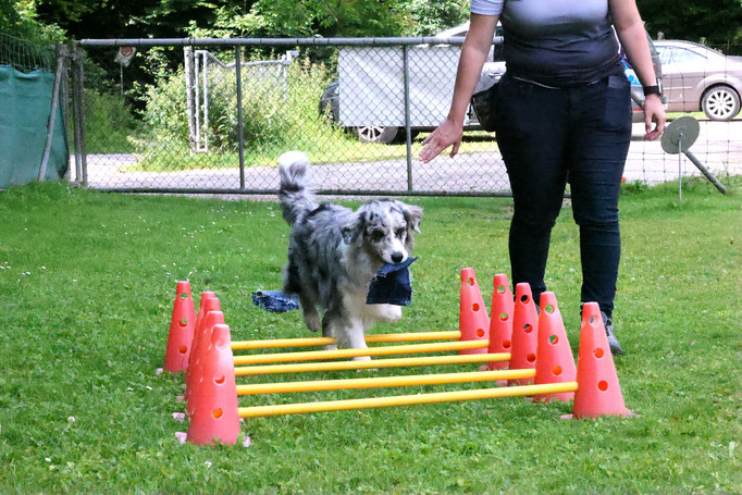 Hundeplausch/Plauschgruppe © Hundeschule gooddog