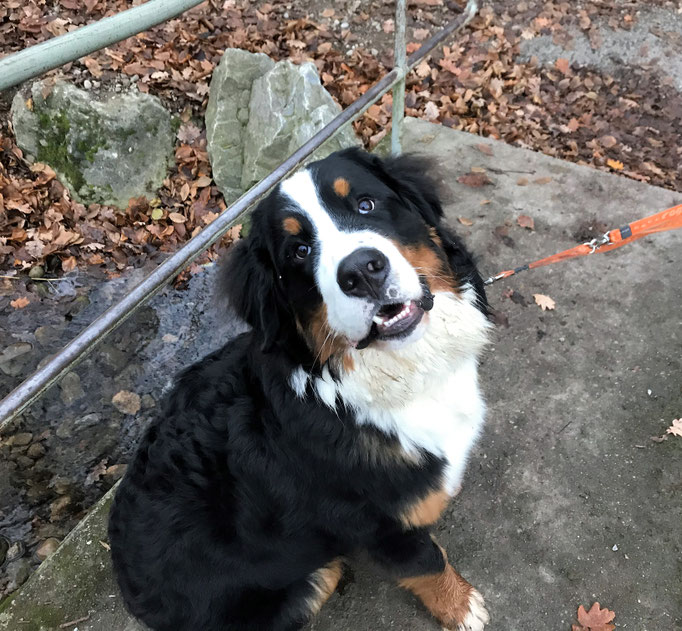 Lernspaziergänge © Hundeschule gooddog
