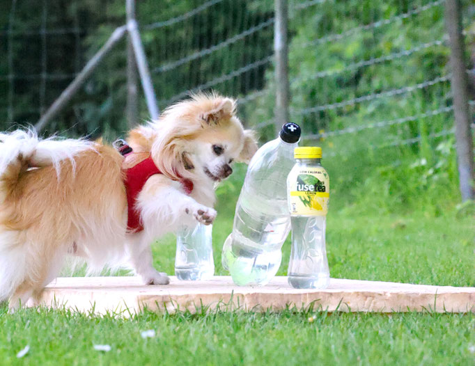 Hundeplausch/Plauschgruppe © Hundeschule gooddog