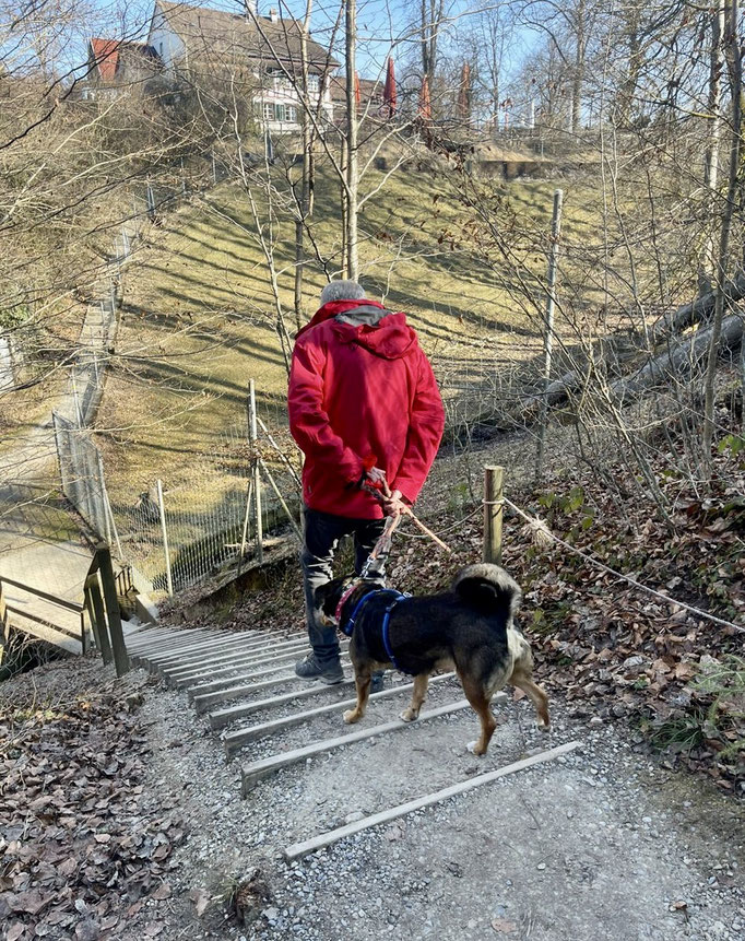 Lernspaziergänge © Hundeschule gooddog